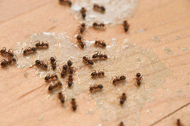 Best Pest Control Near Me in Moreland Hills, OH